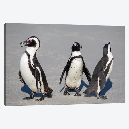 African Penguin Trio Canvas Print #MOG3} by Mogens Trolle Canvas Art