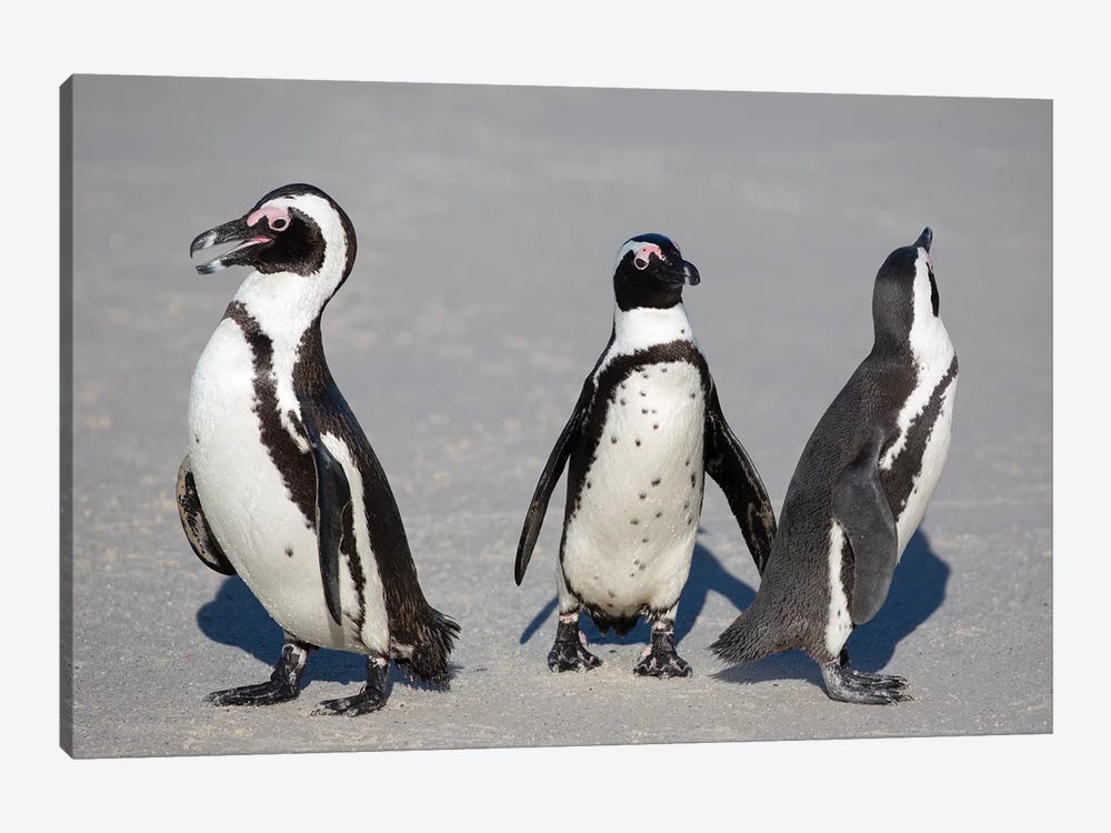 African Penguin Trio by Mogens Trolle 1-piece Canvas Art