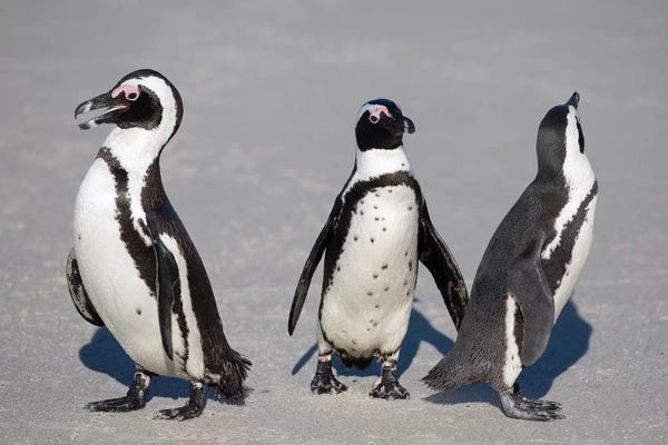 Penguins: African Penguin Trio by Mogens Trolle