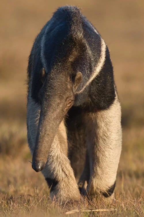 Giant Anteater Pantanal