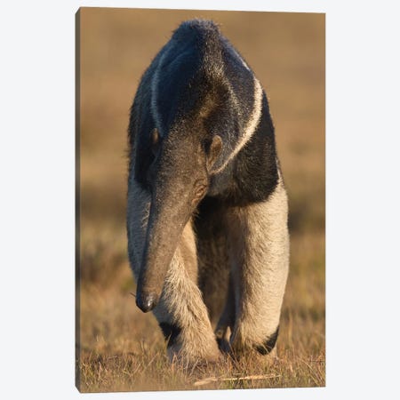 Giant Anteater Pantanal Canvas Print #MOG40} by Mogens Trolle Canvas Print