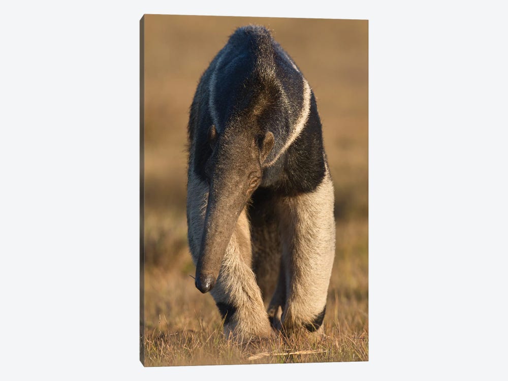 Giant Anteater Pantanal by Mogens Trolle 1-piece Art Print