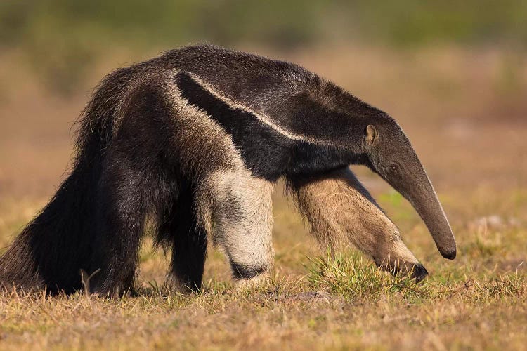 Giant Anteater Profile