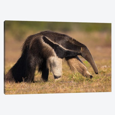 Giant Anteater Profile Canvas Print #MOG41} by Mogens Trolle Canvas Print