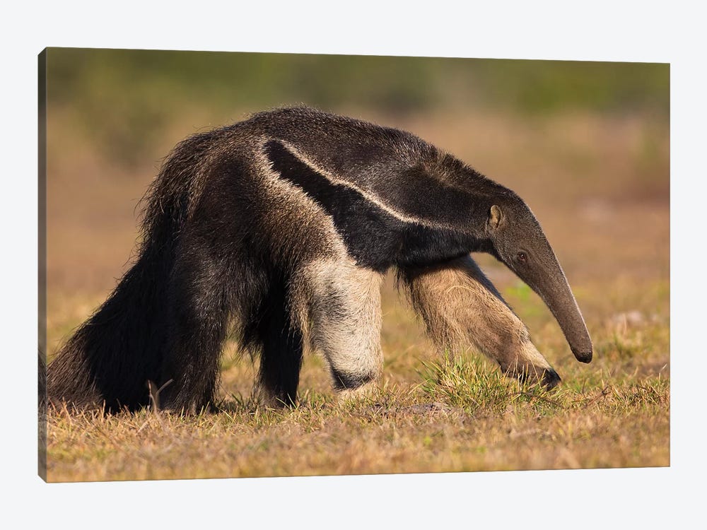 Giant Anteater Profile by Mogens Trolle 1-piece Canvas Art