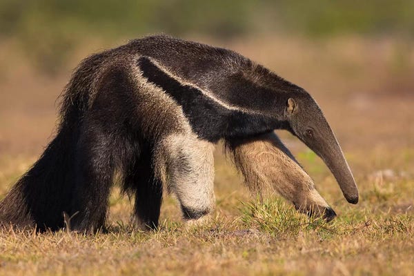 Mogens Trolle: Giant Anteater Profile by Mogens Trolle