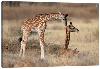 Giraffe Babies Greeting Canvas Art Print - Mogens Trolle
