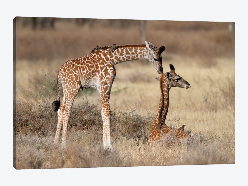 Giraffe Babies Greeting by Mogens Trolle 1-piece Canvas Art Print