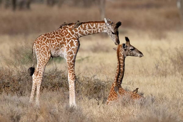 Giraffe Babies Greeting