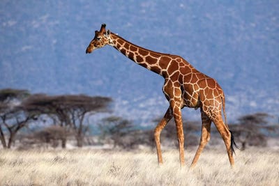 Giraffe Reticulated Male Kenya by Mogens Trolle framed canvas print