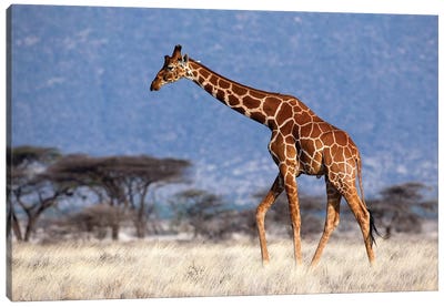 Giraffe Reticulated Male Kenya Canvas Art Print - Giraffe Art