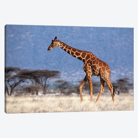 Giraffe Reticulated Male Kenya Canvas Print #MOG43} by Mogens Trolle Canvas Print