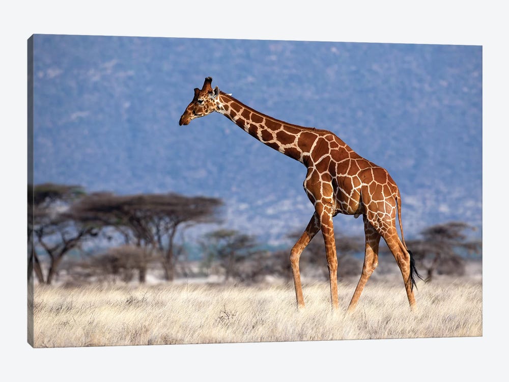 Giraffe Reticulated Male Kenya by Mogens Trolle 1-piece Canvas Wall Art