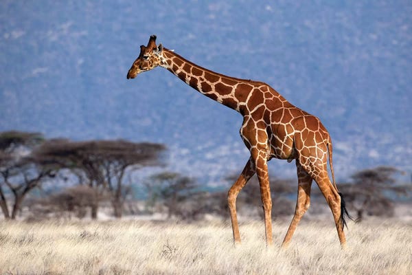 Kenya: Giraffe Reticulated Male Kenya by Mogens Trolle