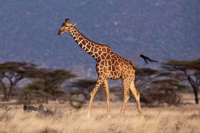 Giraffe Reticulated Waving Tail by Mogens Trolle acrylic art print