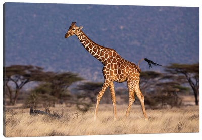 Giraffe Reticulated Waving Tail Canvas Art Print - Giraffe Art