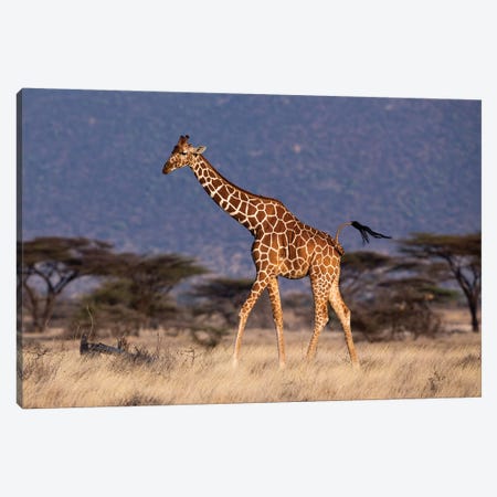 Giraffe Reticulated Waving Tail Canvas Print #MOG44} by Mogens Trolle Canvas Art