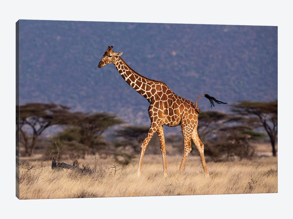 Giraffe Reticulated Waving Tail by Mogens Trolle 1-piece Art Print