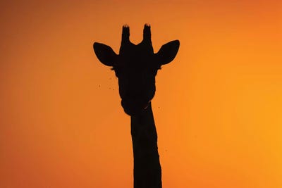 Giraffe Sunset Silhouette Okavango by Mogens Trolle acrylic art print