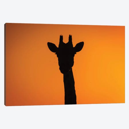 Giraffe Sunset Silhouette Okavango Canvas Print #MOG45} by Mogens Trolle Canvas Wall Art