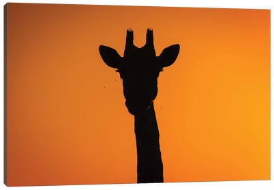 Giraffe Sunset Silhouette Okavango Canvas Art Print - Mogens Trolle