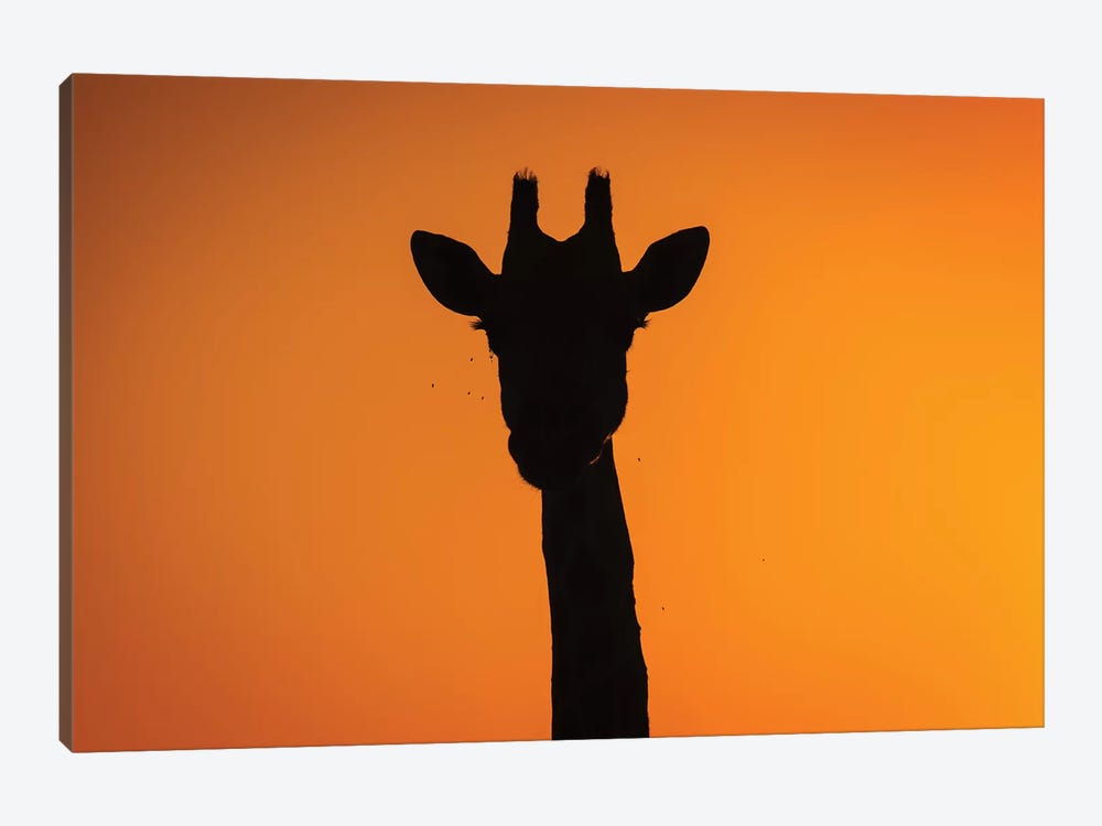 Giraffe Sunset Silhouette Okavango by Mogens Trolle 1-piece Canvas Artwork