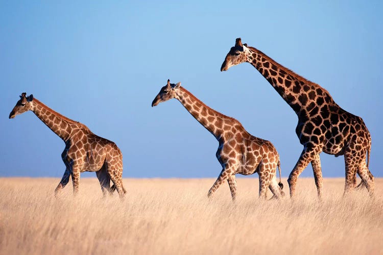 Giraffe Trio Crossing Plain