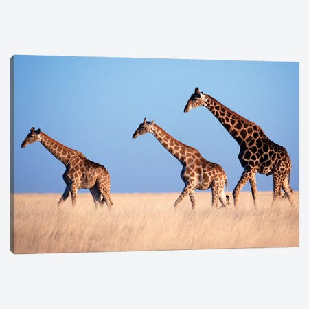 Giraffe Trio Crossing Plain Canvas Print #MOG46} by Mogens Trolle Canvas Wall Art