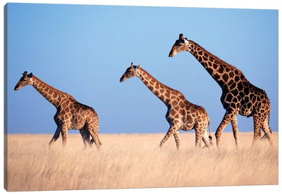 Giraffe Trio Crossing Plain Canvas Art Print - Mogens Trolle