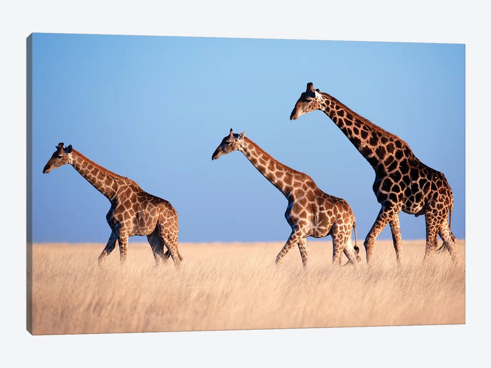 Giraffe Trio Crossing Plain by Mogens Trolle 1-piece Canvas Print