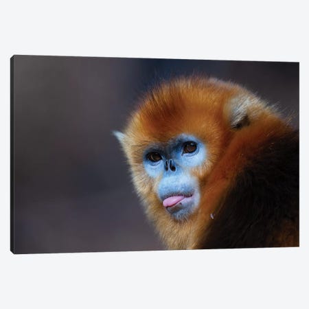 Golden Snub Nosed Monkey Canvas Print #MOG47} by Mogens Trolle Canvas Artwork