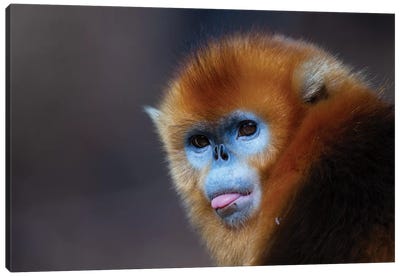 Golden Snub Nosed Monkey Canvas Art Print - Mogens Trolle