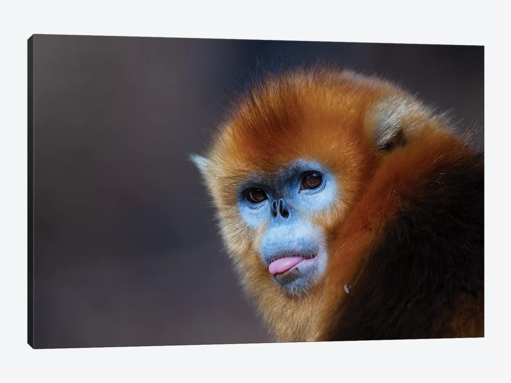 Golden Snub Nosed Monkey by Mogens Trolle 1-piece Canvas Wall Art
