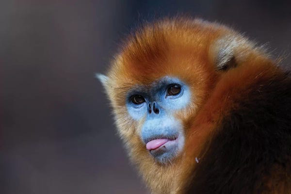 Mogens Trolle: Golden Snub Nosed Monkey by Mogens Trolle
