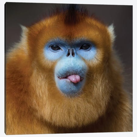 Golden Snub Nosed Monkey Cheeky Canvas Print #MOG48} by Mogens Trolle Canvas Print
