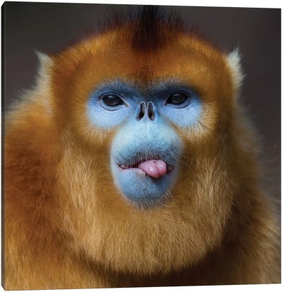 Golden Snub Nosed Monkey Cheeky Canvas Art Print - Mogens Trolle