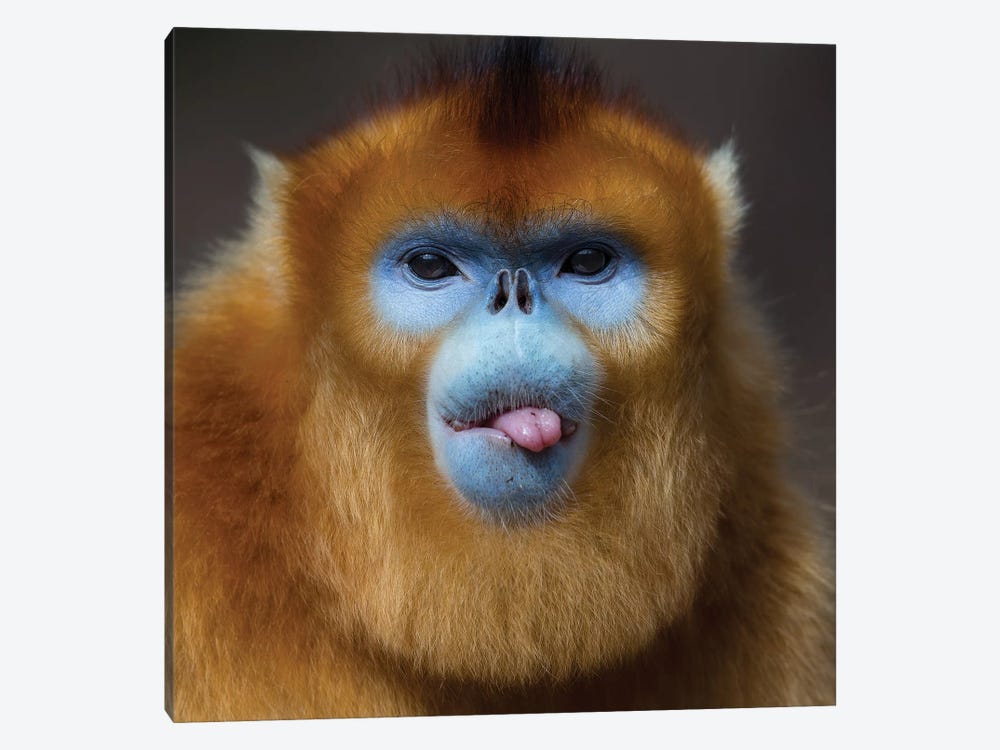 Golden Snub Nosed Monkey Cheeky by Mogens Trolle 1-piece Art Print