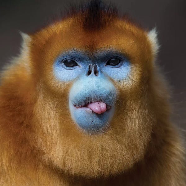 Mogens Trolle: Golden Snub Nosed Monkey Cheeky by Mogens Trolle