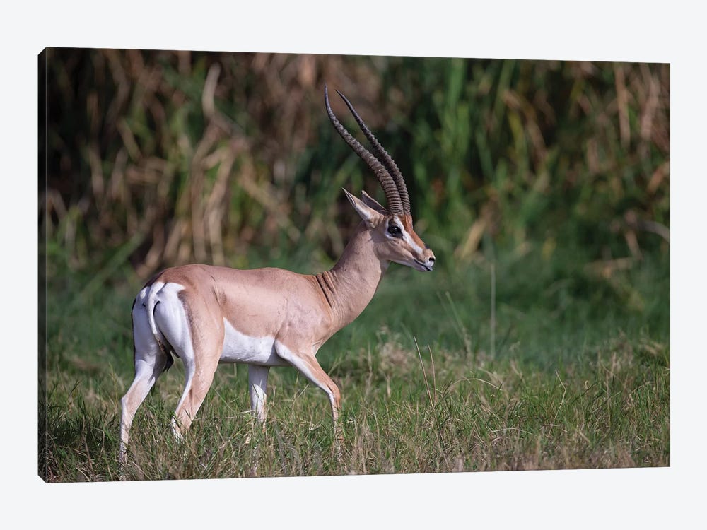 Metalen lijn schieten efficiëntie Grants Gazelle Kenya Canvas Art by Mogens Trolle | iCanvas