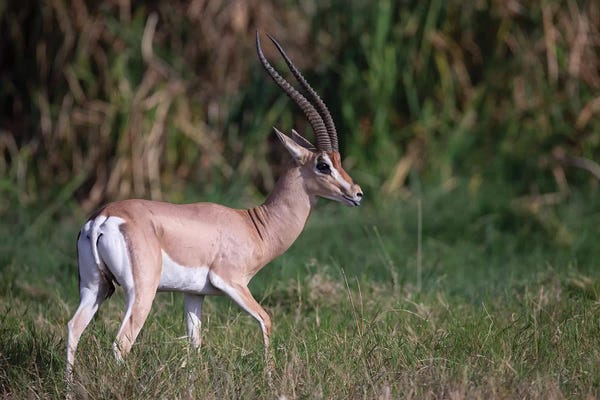 Mogens Trolle: Grants Gazelle Kenya by Mogens Trolle