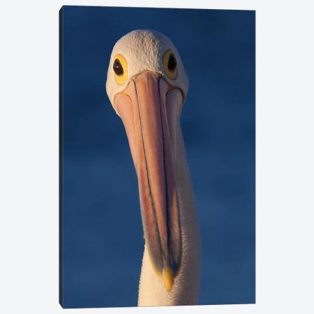 Australian Pelican Canvas Print #MOG4} by Mogens Trolle Canvas Art Print