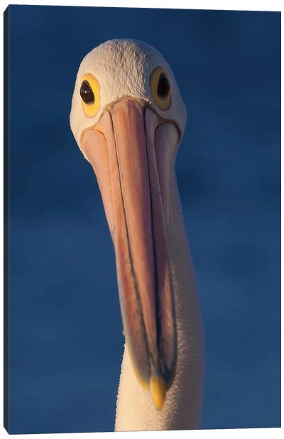 Australian Pelican Canvas Art Print - Mogens Trolle