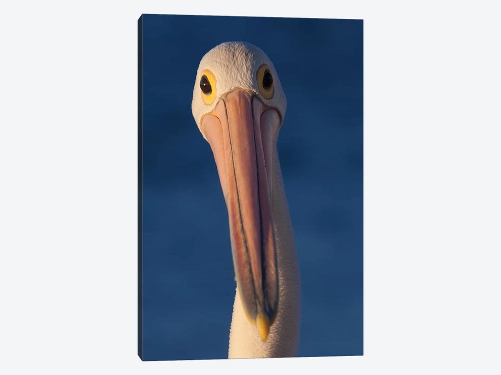 Australian Pelican by Mogens Trolle 1-piece Canvas Print