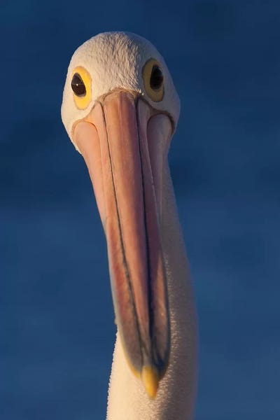 Australian Pelican