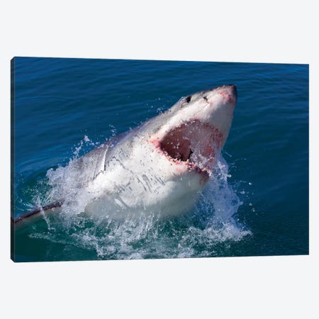 Great White Shark Canvas Print #MOG50} by Mogens Trolle Canvas Wall Art