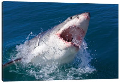 Great White Shark Canvas Art Print - Mogens Trolle