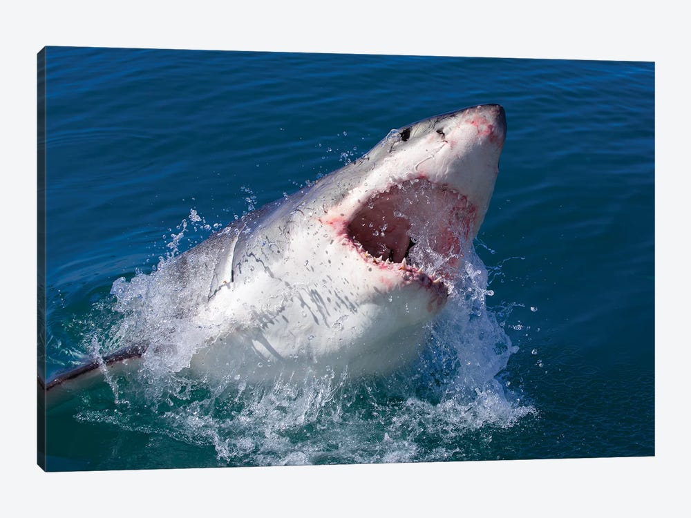 Great White Shark by Mogens Trolle 1-piece Canvas Artwork