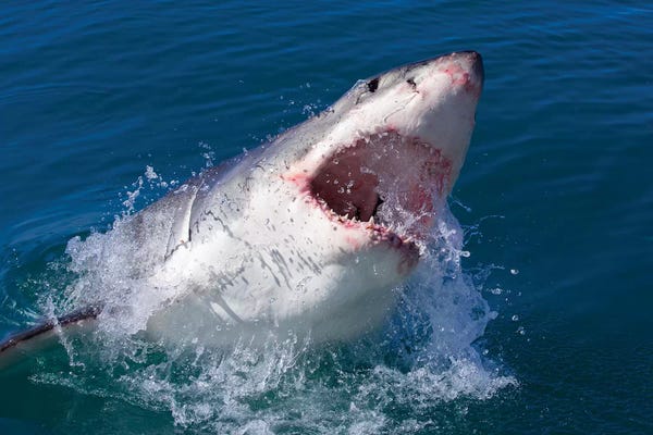 Mogens Trolle: Great White Shark by Mogens Trolle