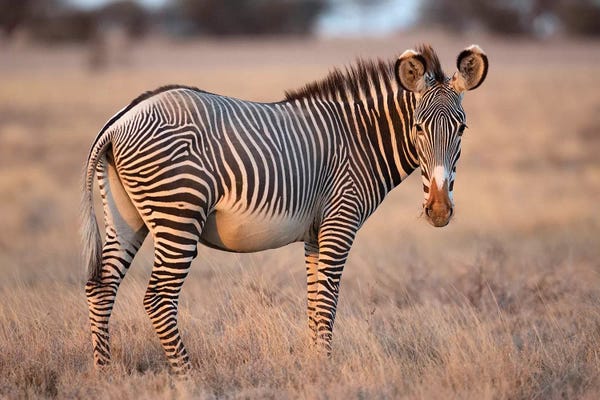 Mogens Trolle: Grevy Zebra by Mogens Trolle