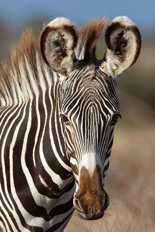 Grevy Zebra Portrait